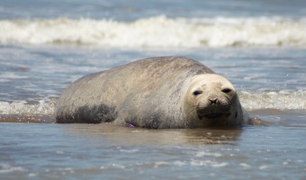 CUIDEMOS NUESTRA FAUNA MARINA
